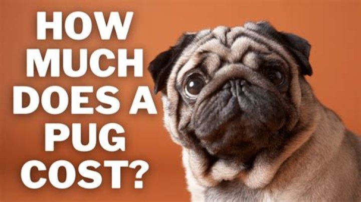 How much does a pug cost in Kerala?