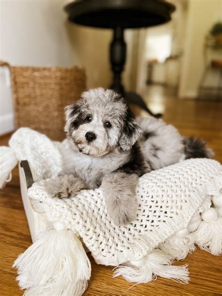 How much does a schnoodle puppy cost?
