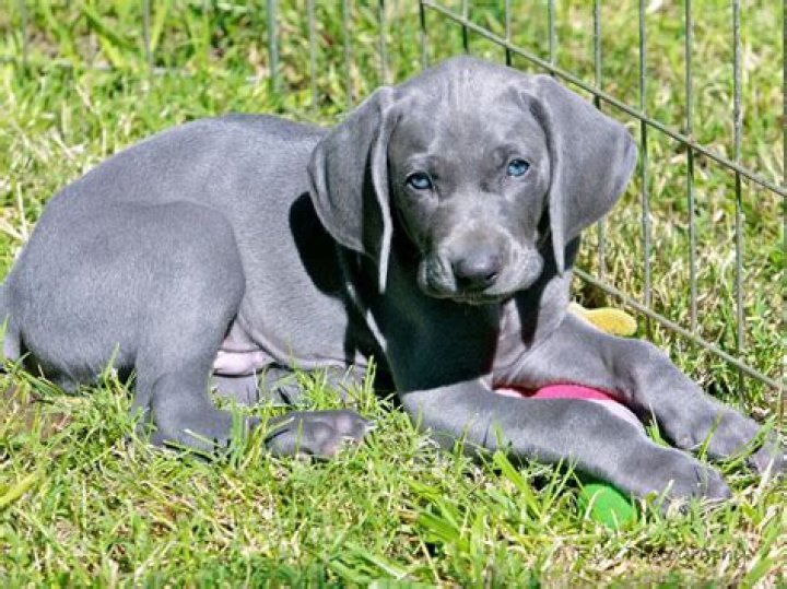 How much does a Texas Blue Lacy dog cost?