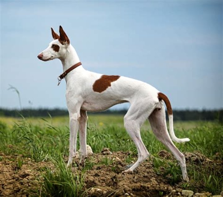 How much does an Ibizan Hound cost?