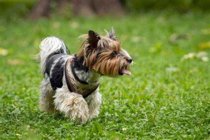 How much does Yorkie puppies cost?