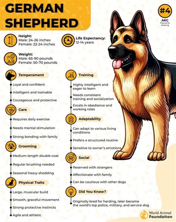 How much exercise should a German shepherd get per day?