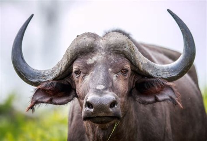 How much is a buffalo in SA?