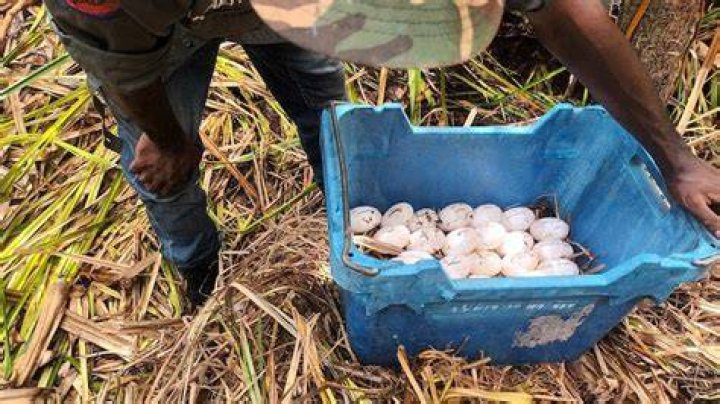 How much is a crocodile egg worth?