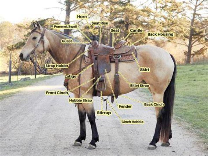 How much is a horse saddle?