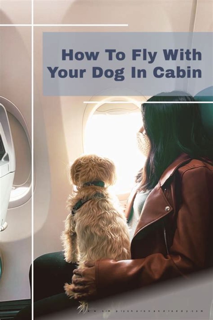 How much is it to fly a dog cargo?