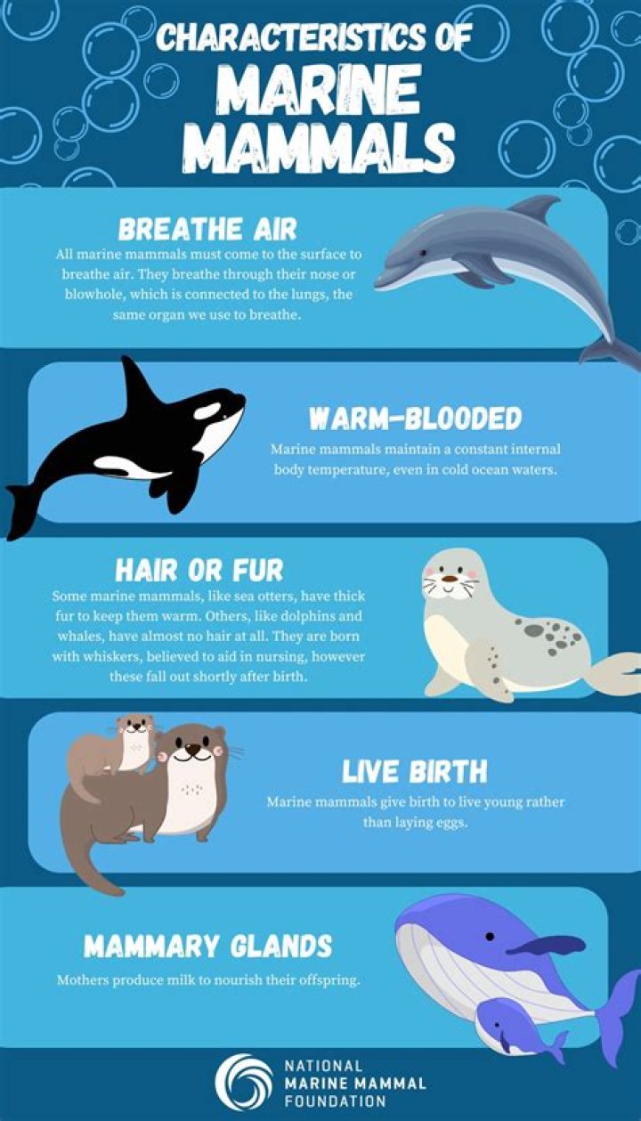 How much money do marine mammal trainers make?
