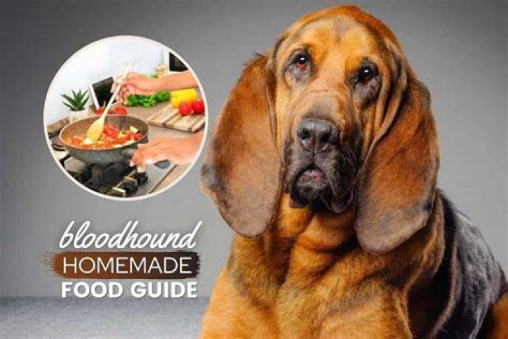How much should you feed a bloodhound?