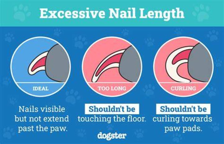 How often can you grind a dog's nails?