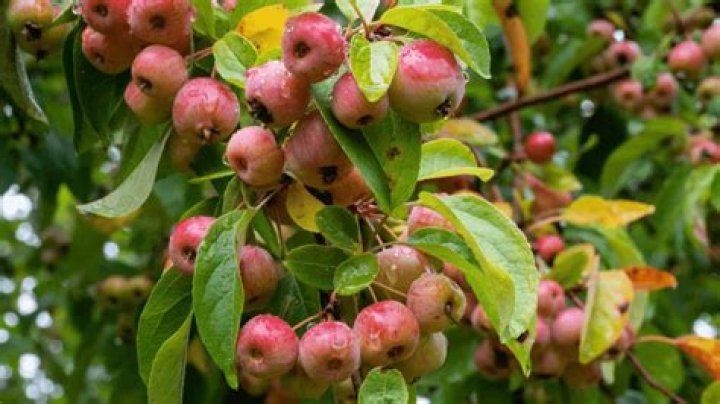 How often do you water a crabapple tree?