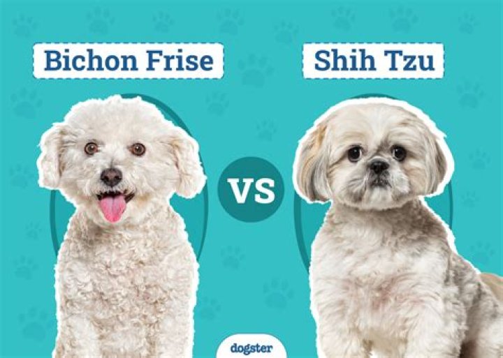 How often does a bichon Frise need to be groomed?