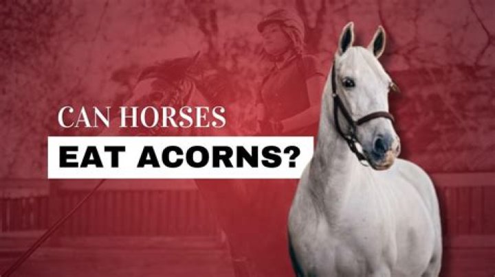 How poisonous are acorns to horses?
