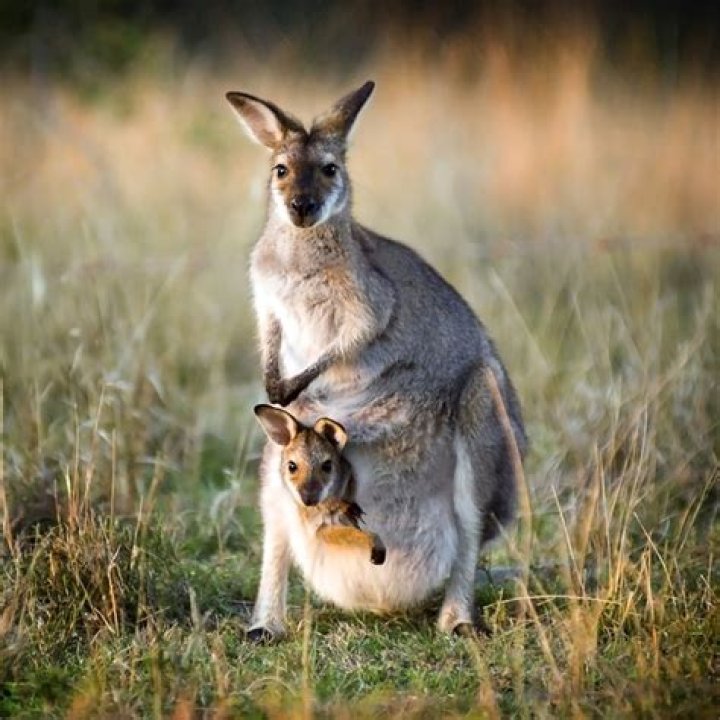 How rare is the kangaroo in Adopt Me?