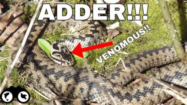 How venomous are UK adders?