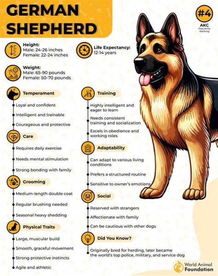 Is 14 old for a German shepherd?