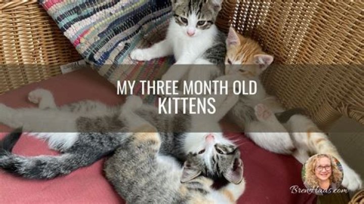 Is a 3 month old cat still a kitten?