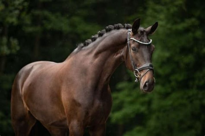 Is a Friesian horse a Warmblood?
