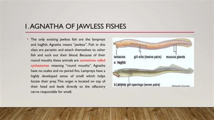Is a hagfish a Agnatha?