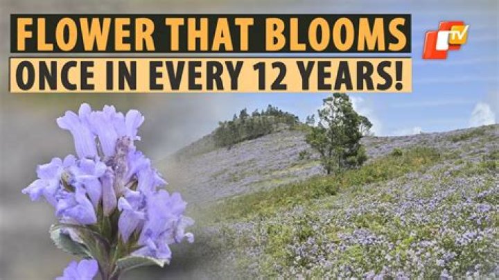 Is a plant that flowers once in 12 years?
