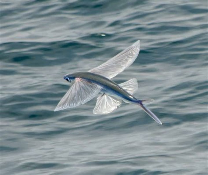 Is a sea robin a flying fish?