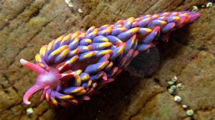 Is a slug moth poisonous?