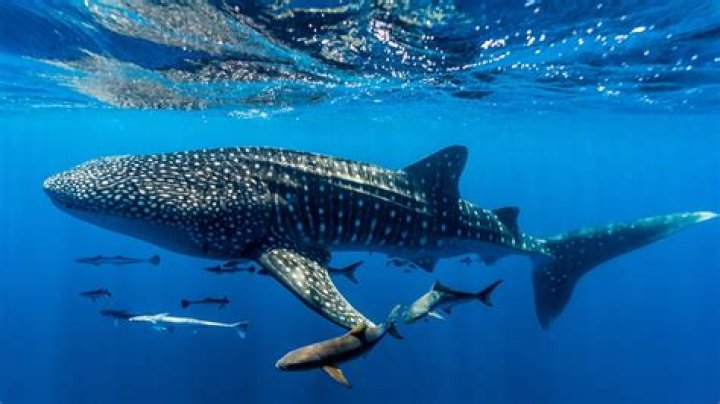 Is a whale bigger than a whale shark?