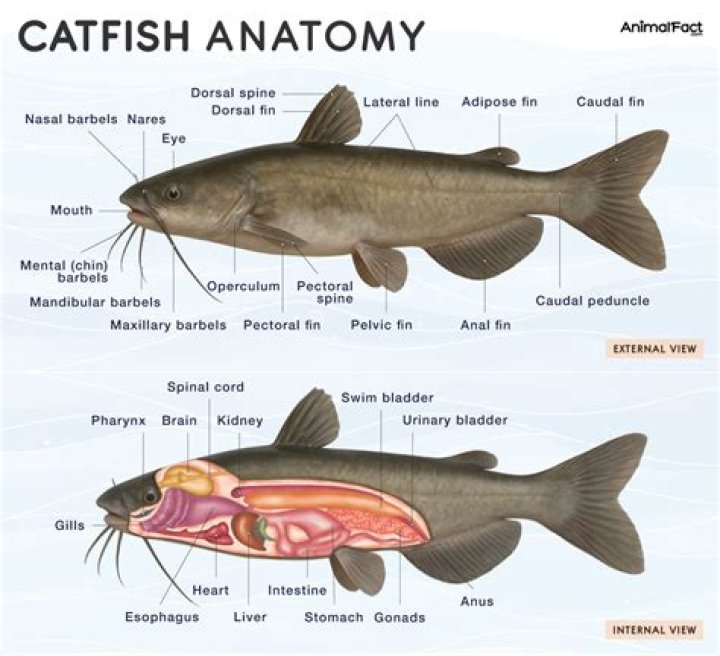 Is African catfish edible?
