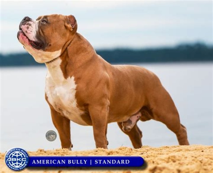 Is American bully an AKC?