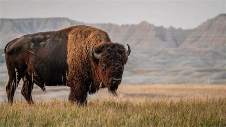 Is Bison an Indian word?