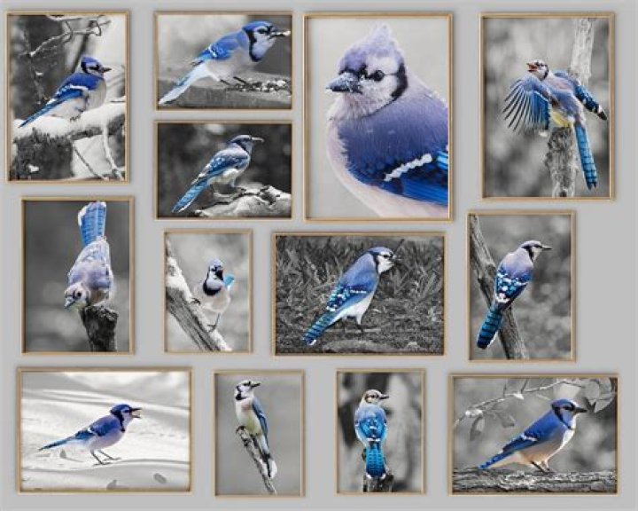 Is Blue Jay Black and white?