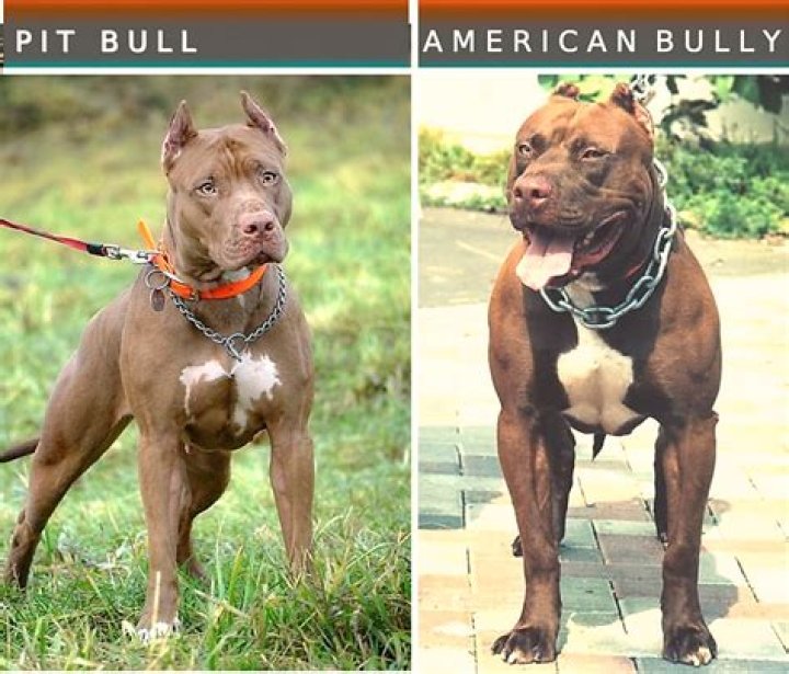 Is Bully short for Pitbull?
