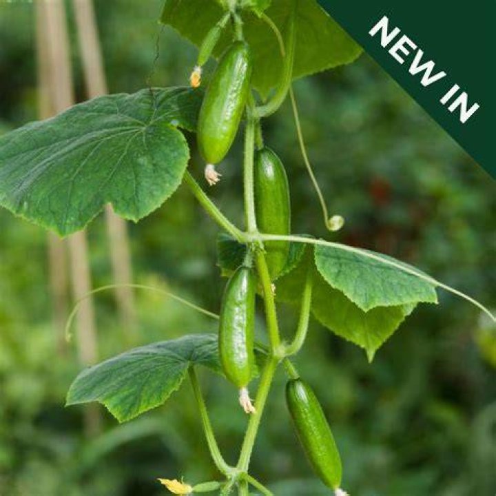 Is bur cucumber edible?