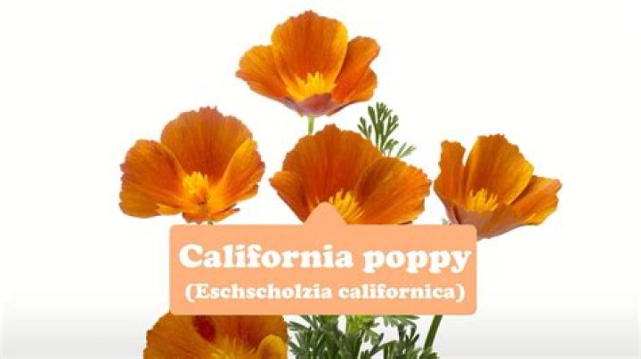 Is California poppy toxic?
