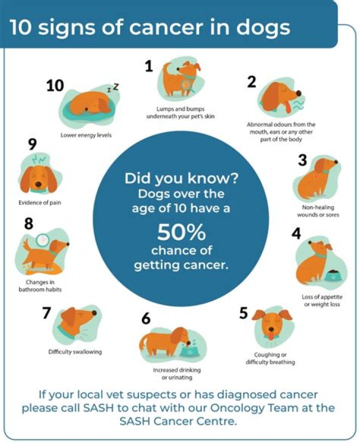 Is cancer common in German shepherds?