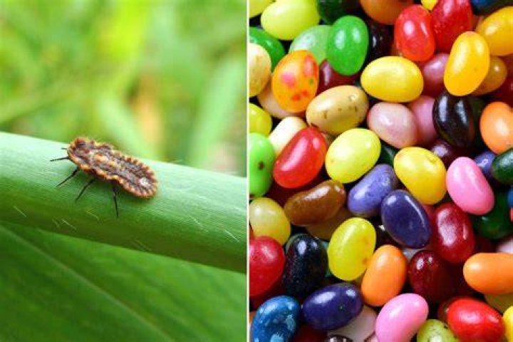 Is candy made out of bugs?