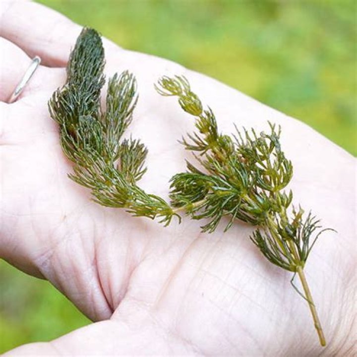 Is Coontail invasive?