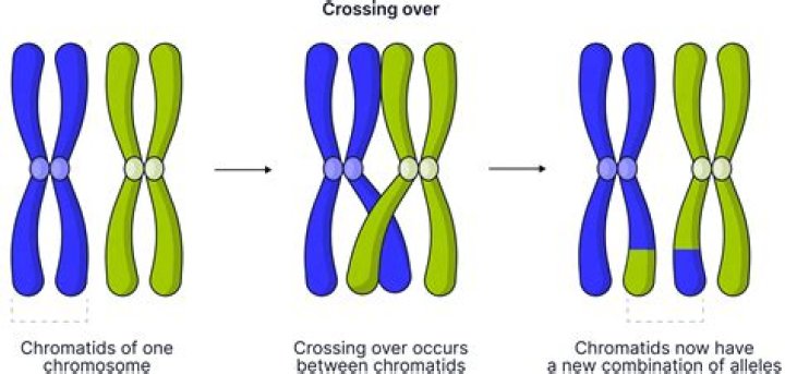 Is crossing over possible in anaphase 2?