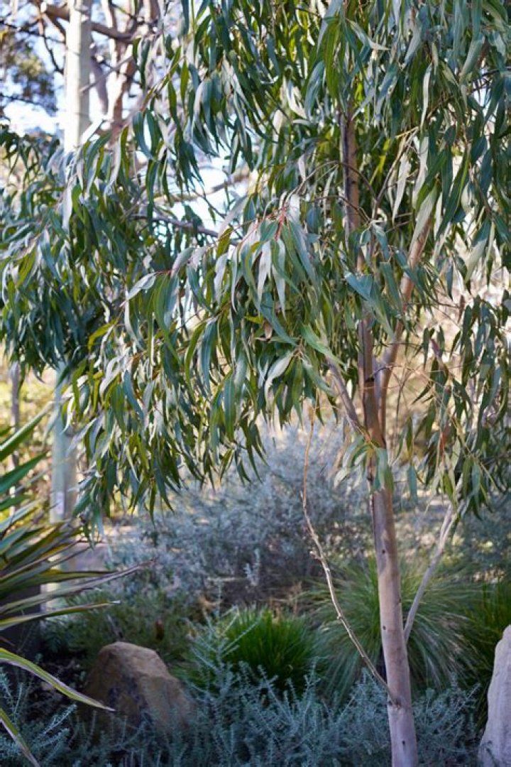 Is Eucalyptus Radiata safe for dogs?