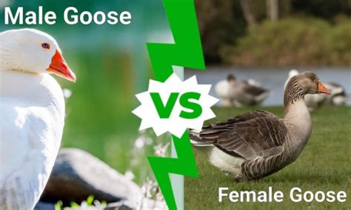 Is Goose male or female?