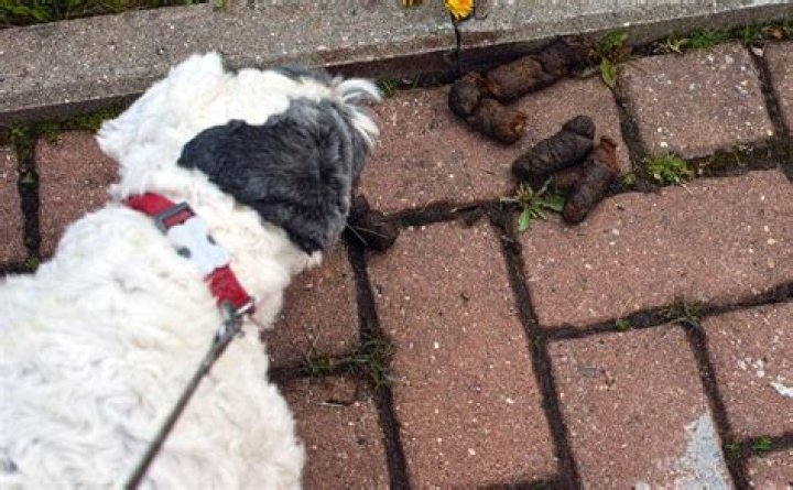 Is it illegal to not pick up dog poop in California?