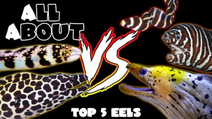 Is it legal to catch eels?