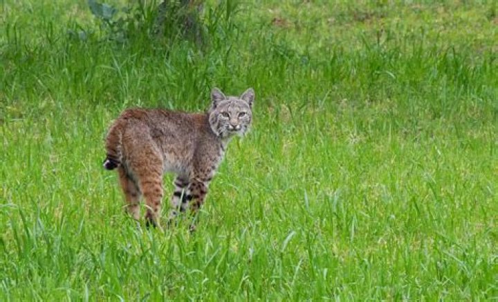 Is it legal to trap bobcats in Texas?