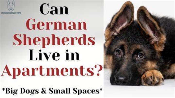 Is it okay to have a German shepherd in an apartment?