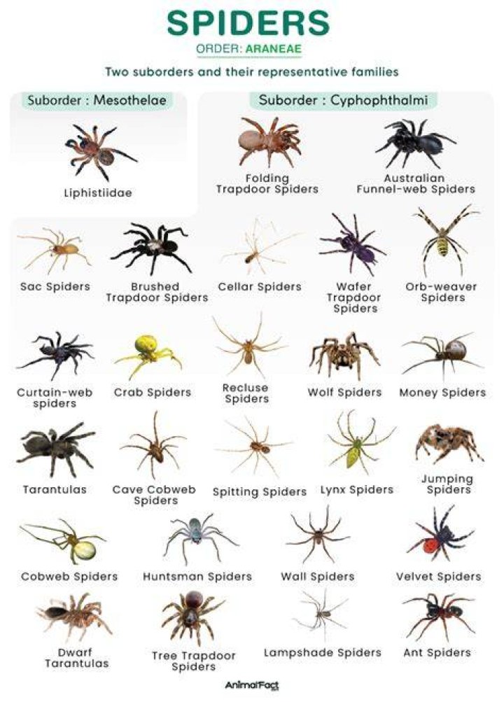 Is it possible to rain spiders?