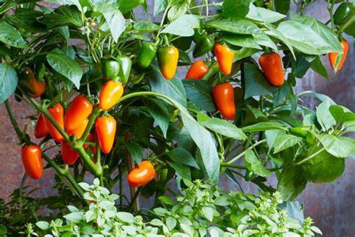 Is it too late to plant hot peppers?