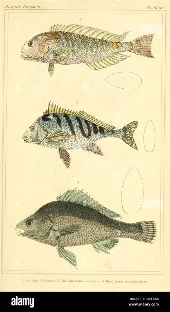 Is labeo a fish?