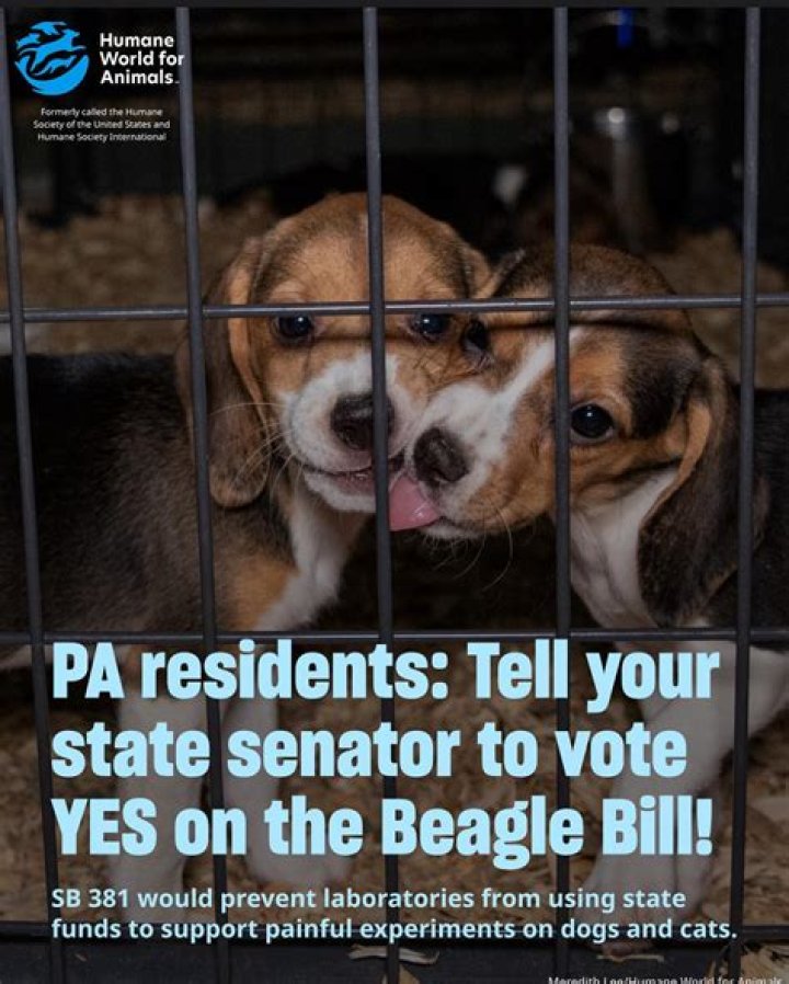 Is Labor painful for animals?