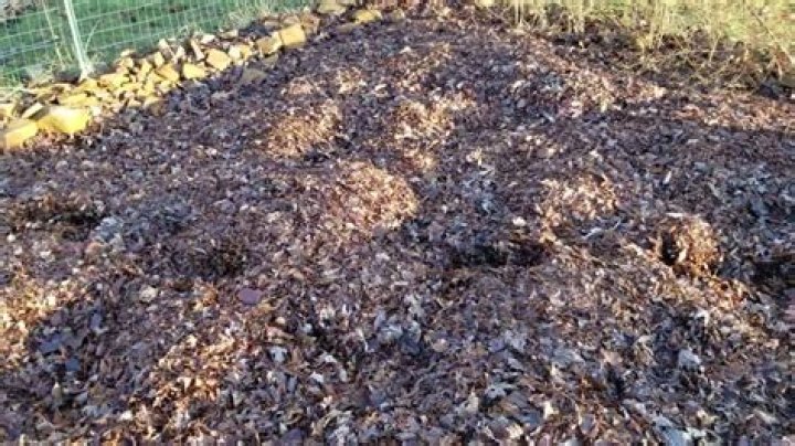 Is leaf mulch good for vegetable gardens?