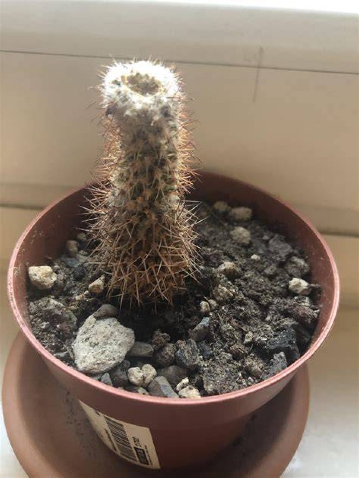 Is my cactus dead?