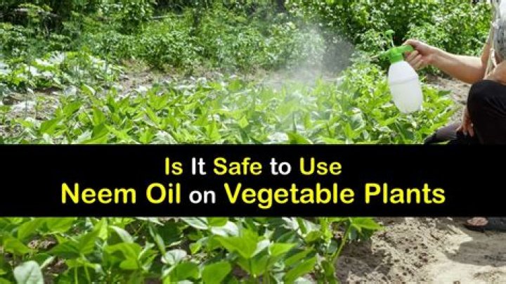 Is Neem oil safe for seedlings?